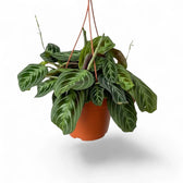 Maranta ‘Cat Moustache’ im Hängetopf.