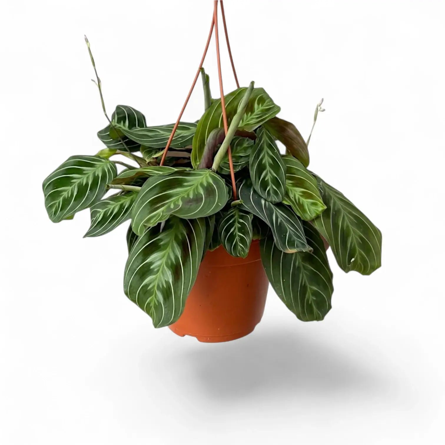Maranta ‘Cat Moustache’ im Hängetopf.