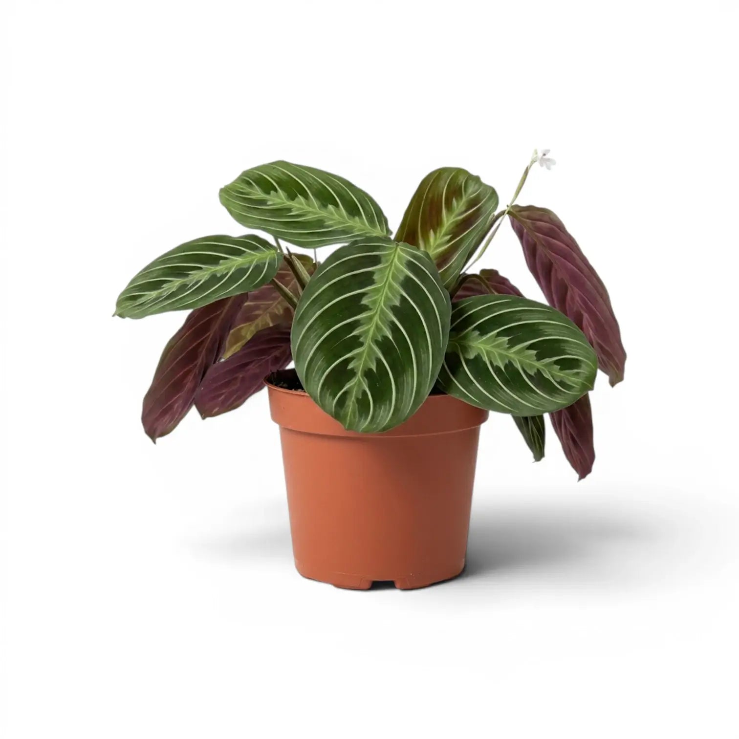 Maranta ‘Cat Moustache’ im Kulturtopf.