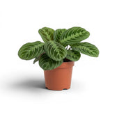 Maranta ‘Cat Moustache’ im Kulturtopf.
