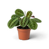 Maranta ‘Cat Moustache’ im Kulturtopf.