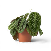 Maranta ‘Cat Moustache’ im Kulturtopf.