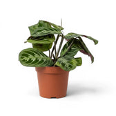 Maranta ‘Cat Moustache’ im Kulturtopf.