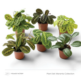 Maranta Collection plant set with six patterned Maranta plants in individual nursery pots