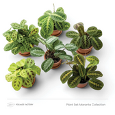 Maranta Collection plant set with six patterned Maranta plants viewed from above