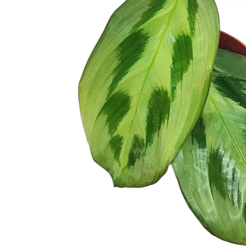 Maranta cristata 'Intense' leaf detail on white background.