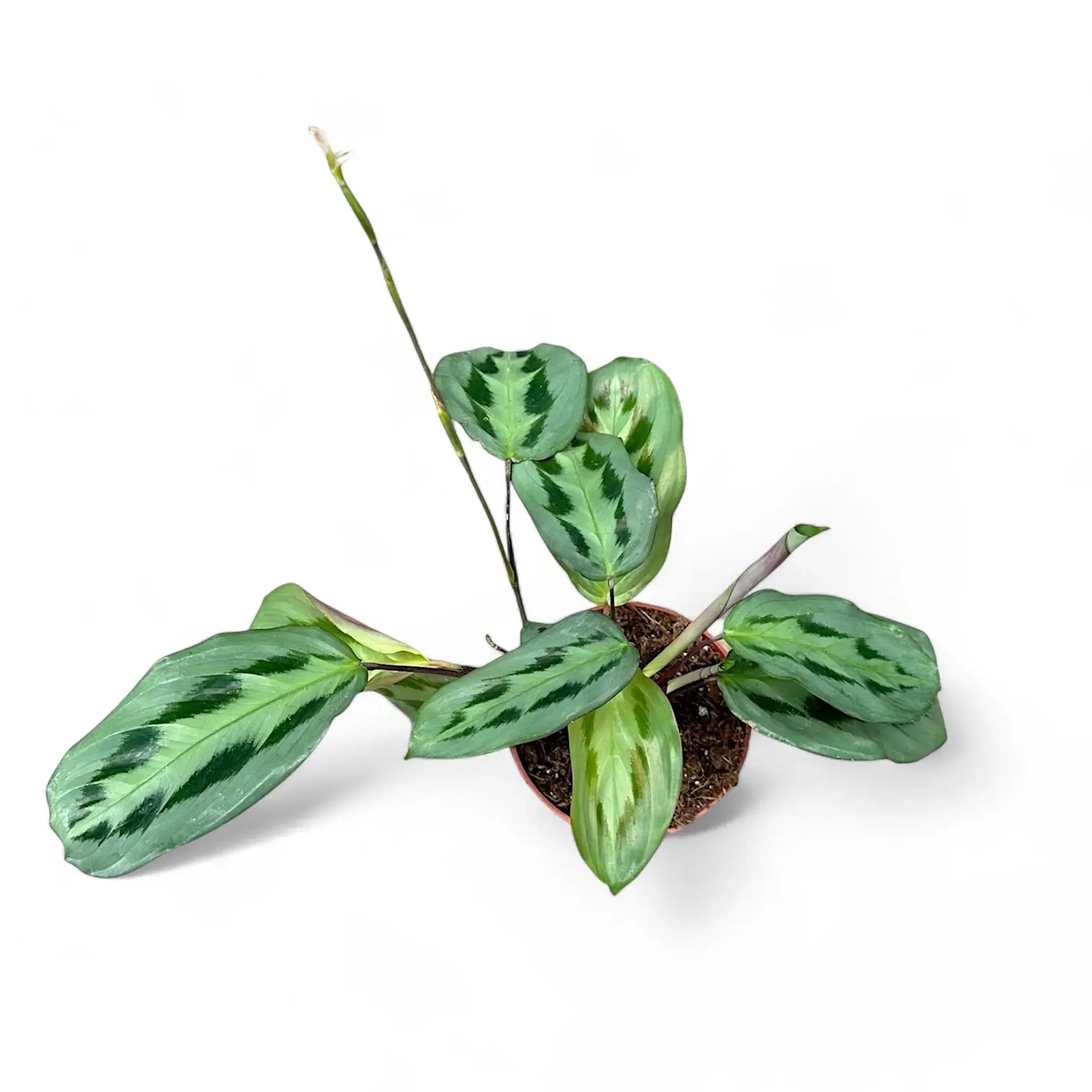 Maranta cristata 'Intense' Zimmerpflanze im Anzuchttopf vor weißem Hintergrund, Produktfoto 2.