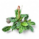 Maranta cristata 'Intense' potted plant in nursery pot on white background.