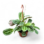 Maranta cristata 'Intense' potted plant in nursery pot on white background.