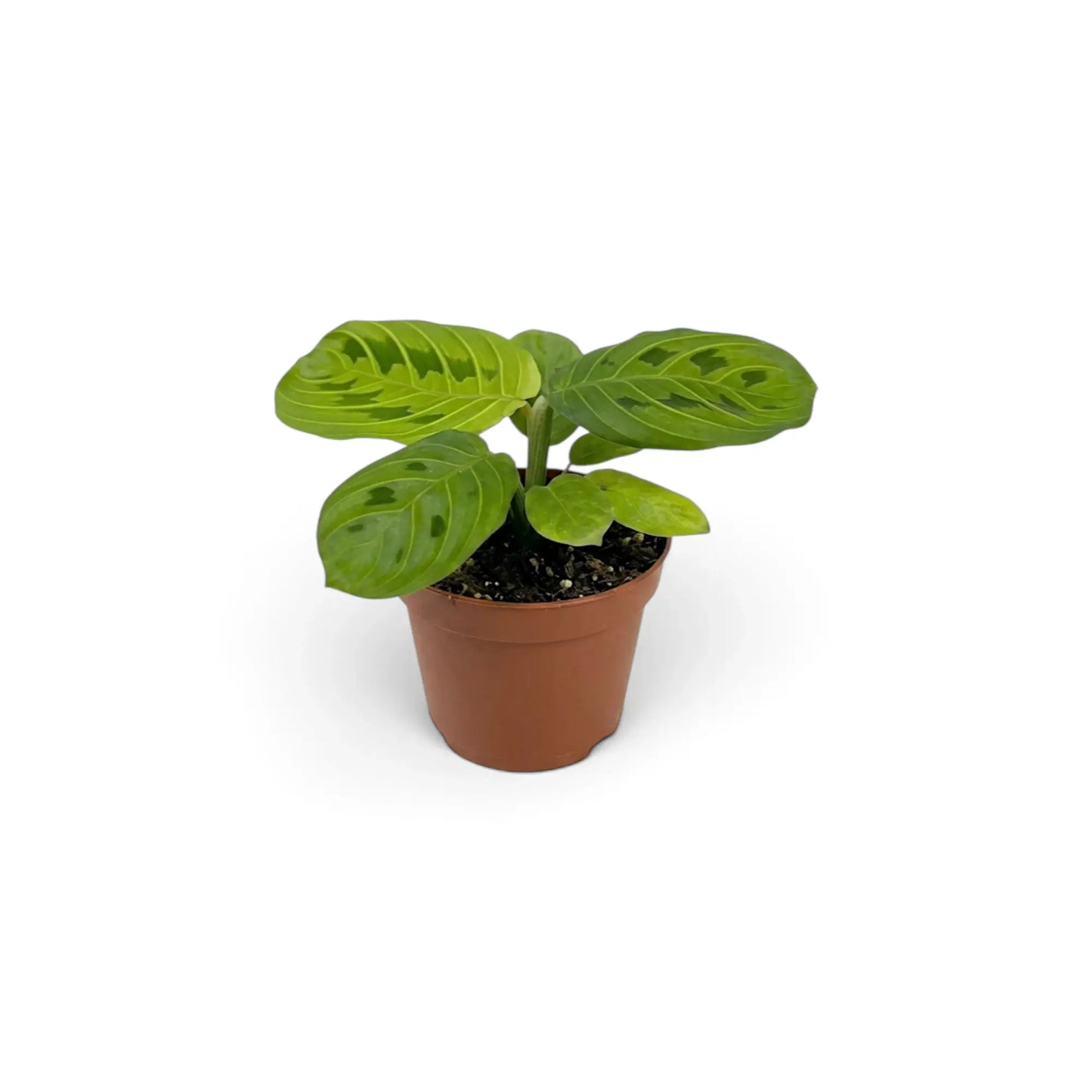 Maranta leuconeura 'Lemon Lime' als Jungpflanze im Kulturtopf mit gestaffelten grünen Blättern und Blattadern in hellem Limettengrün