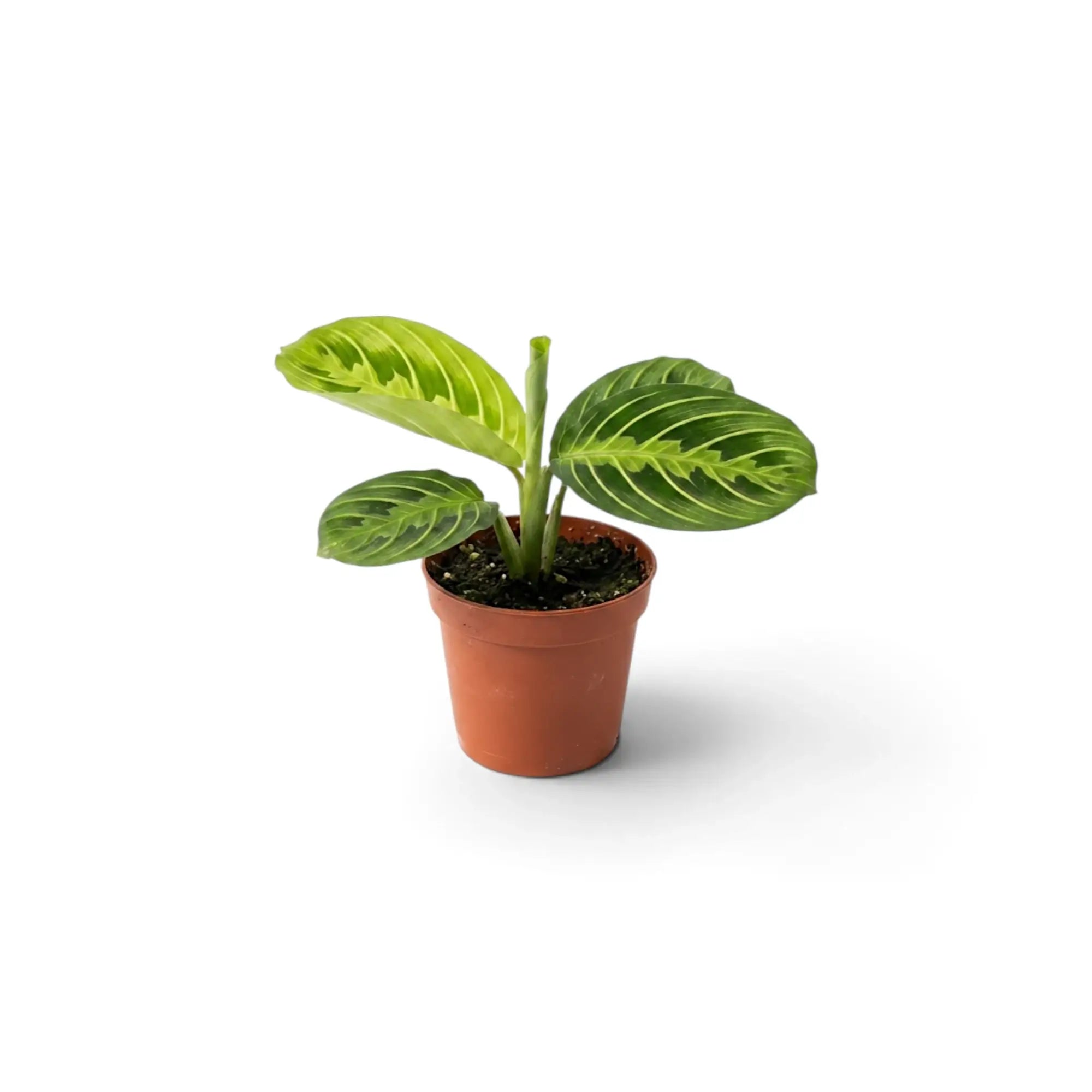 Gesamtansicht von Maranta leuconeura 'Lemon Lime' als Jungpflanze mit kompaktem dunkelgrünem Laub und gelbgrünen Blattadern