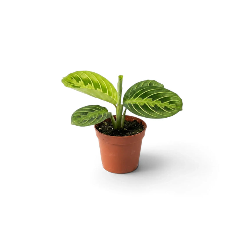 Full view of baby Maranta leuconeura 'Lemon Lime' with compact deep-green foliage and yellow-green veining