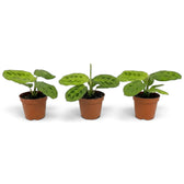 Maranta leuconeura 'Lemon Lime' als Jungpflanze mit flach ausgebreitetem Laub und limettengrünem Fischgrätenmuster