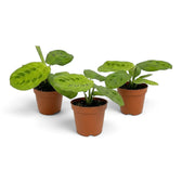 Maranta leuconeura 'Lemon Lime' als Jungpflanze mit gestaffelten grünen Blättern und Blattadern in hellem Limettengrün