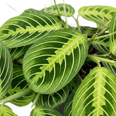 Nahaufnahme des Laubs einer Maranta Lemon Lime mit grünen Blättern und kontrastierenden limettengrünen Blattadern