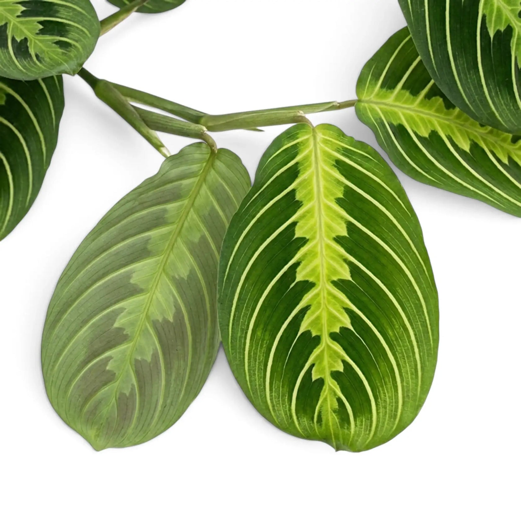 Nahaufnahme eines Triebs einer Maranta Lemon Lime mit länglich-ovalen Blättern und kräftigen hellgrünen bis limettengrünen Streifen vor schlichtem weißem Hintergrund