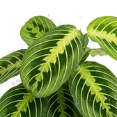 Nahaufnahme einer Maranta Lemon Lime mit grünen und blass limettengrünen Blättern vor weißem Hintergrund