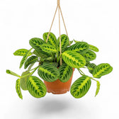 Große Maranta leuconeura 'Lemon Lime' mit dunkelgrünen ovalen Blättern und leuchtend limettengrünen Blattadern