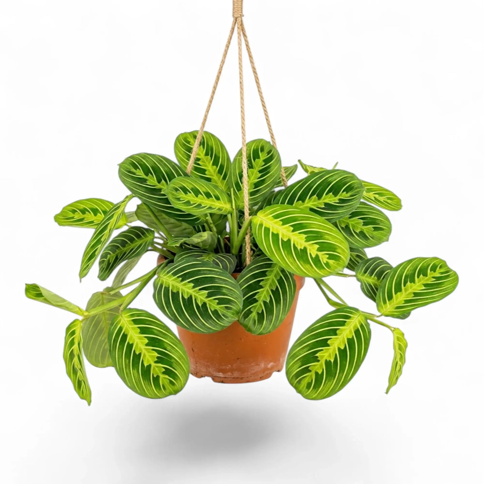Große Maranta leuconeura 'Lemon Lime' mit dunkelgrünen ovalen Blättern und leuchtend limettengrünen Blattadern