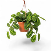 Große Maranta leuconeura 'Lemon Lime' mit flach ausgebreitetem Laub und limettengrünem Fischgrätenmuster