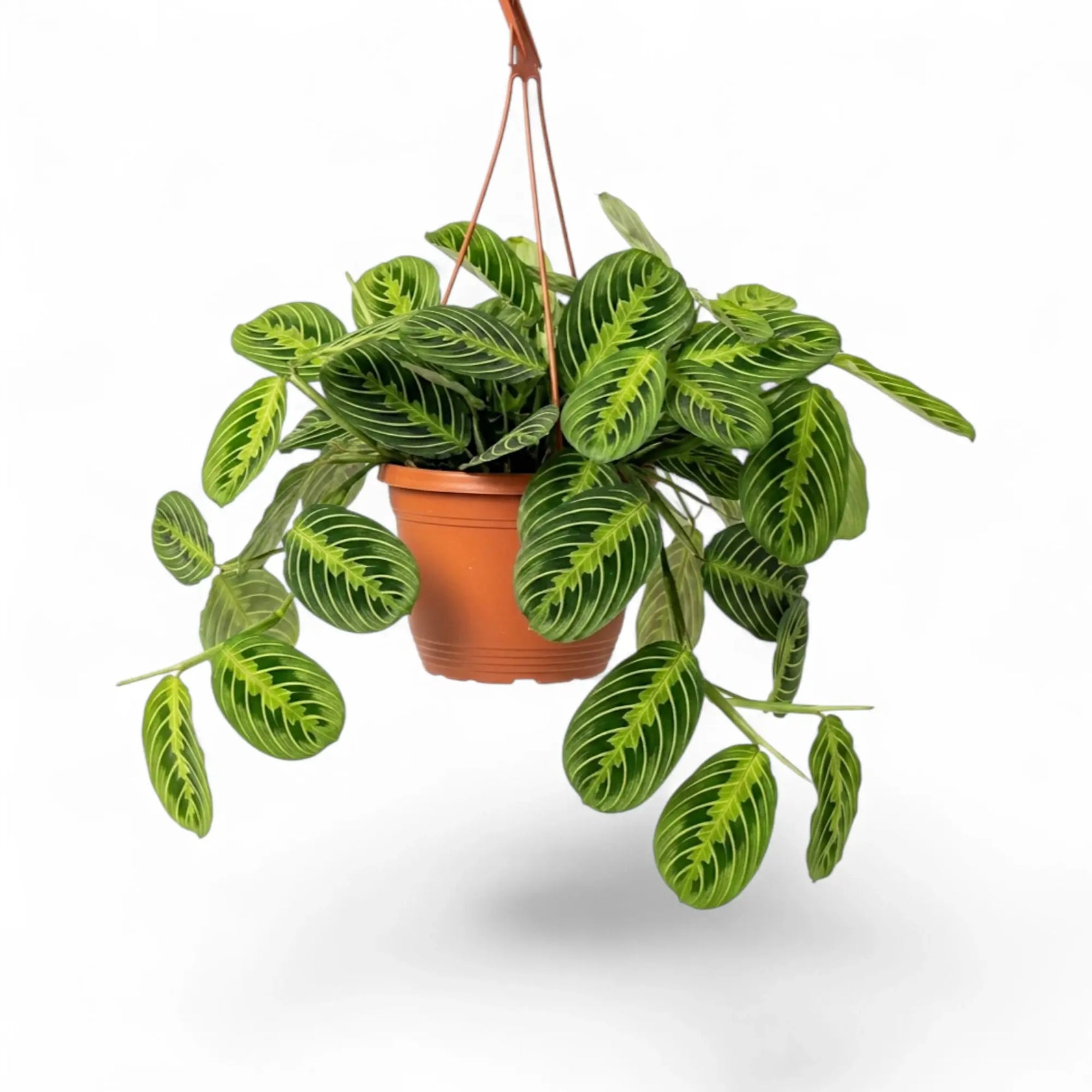 Große Maranta leuconeura 'Lemon Lime' mit flach ausgebreitetem Laub und limettengrünem Fischgrätenmuster