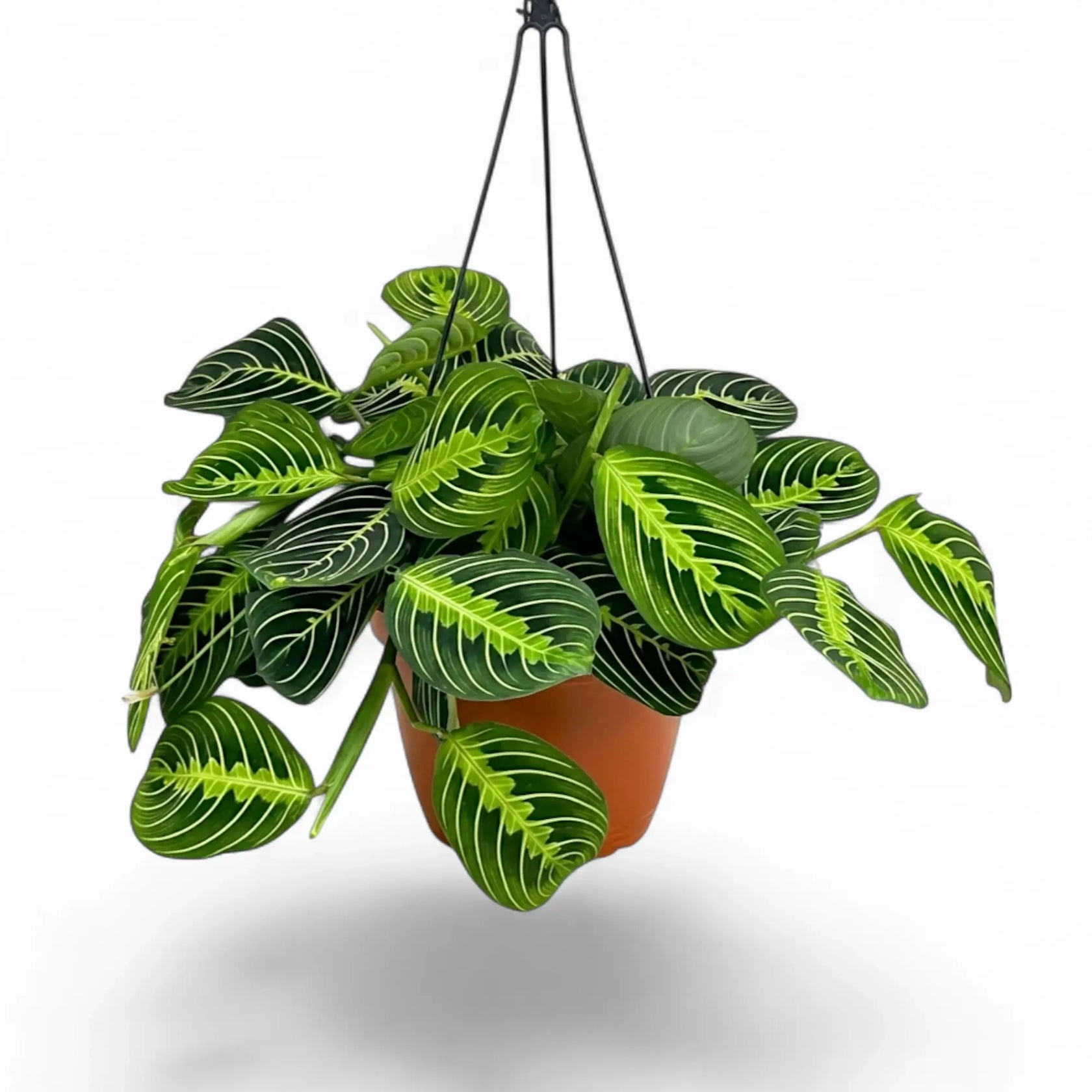 Große Maranta leuconeura 'Lemon Lime' im Kulturtopf mit gestaffelten grünen Blättern und Blattadern in hellem Limettengrün