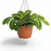 Gesamtansicht einer großen Maranta leuconeura 'Lemon Lime' mit kompaktem dunkelgrünem Laub und gelbgrünen Blattadern