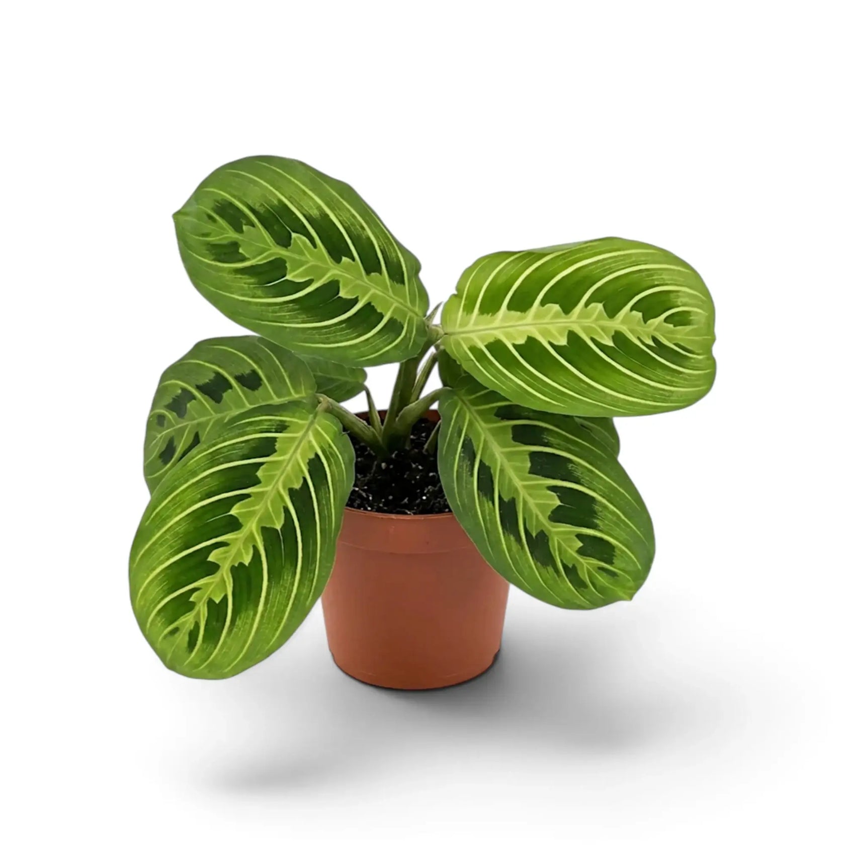 Mittelgroße Maranta leuconeura 'Lemon Lime' mit dunkelgrünen ovalen Blättern und leuchtend limettengrünen Blattadern