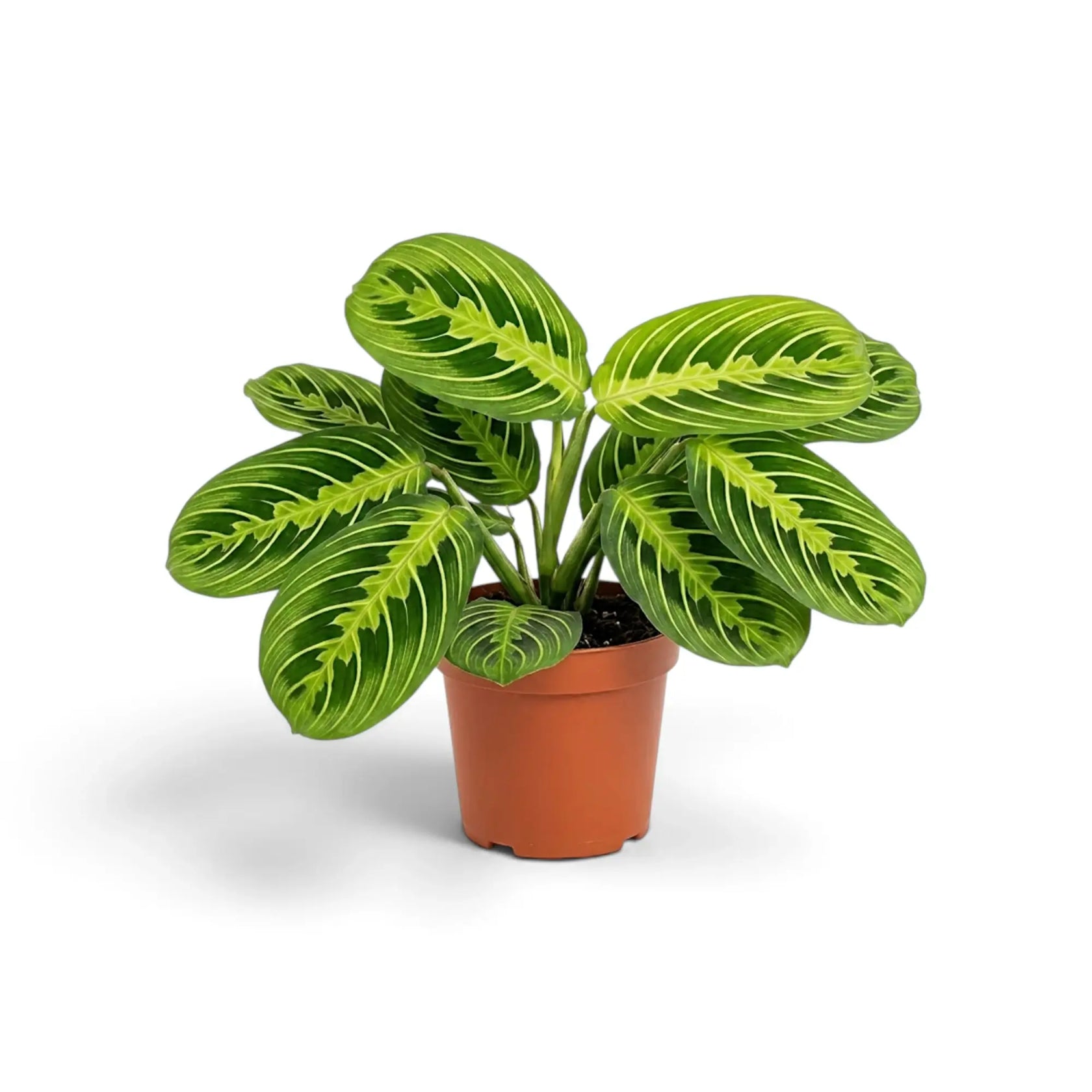 Mittelgroße Maranta leuconeura 'Lemon Lime' mit flach ausgebreitetem Laub und limettengrünem Fischgrätenmuster