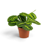 Mittelgroße Maranta leuconeura 'Lemon Lime' im Kulturtopf mit gestaffelten grünen Blättern und Blattadern in hellem Limettengrün