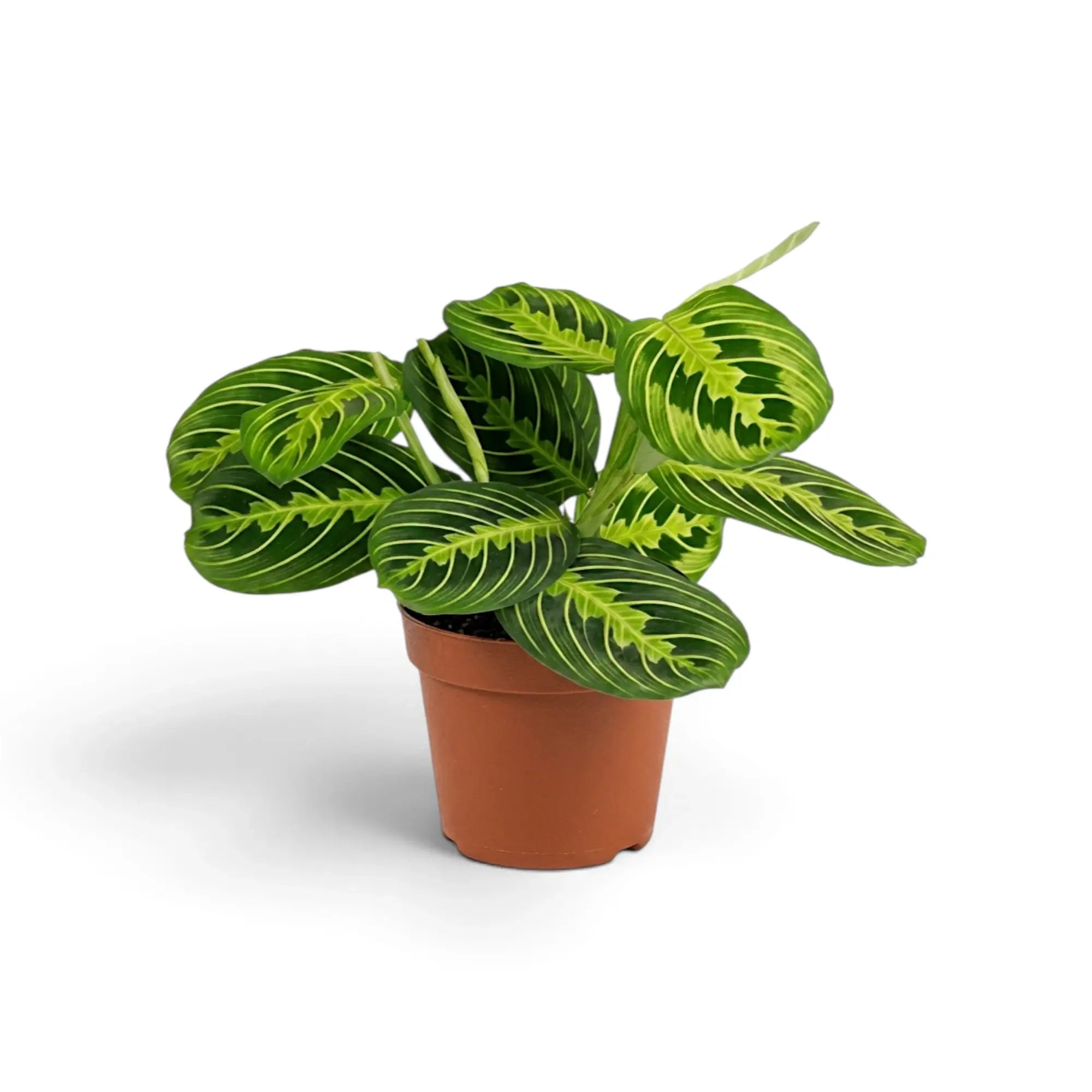 Mittelgroße Maranta leuconeura 'Lemon Lime' im Kulturtopf mit gestaffelten grünen Blättern und Blattadern in hellem Limettengrün