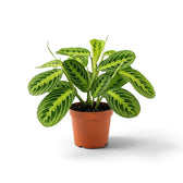 Mittelgroße Maranta leuconeura 'Lemon Lime' mit ovalen, dunkelgrün und limettengrün gemusterten Blättern