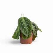 Maranta leuconeura 'Cat moustache' ('Exclusive Dark') potted plant in nursery pot on white background.