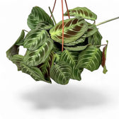 Maranta leuconeura 'Cat moustache' ('Exclusive Dark') potted plant in nursery pot on white background.