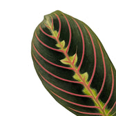 Maranta leuconeura 'Fascinator' ('Tricolor', 'Red Stripe') leaf detail on white background.