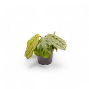 Maranta leuconeura 'Fascinator' ('Tricolor', 'Red Stripe') potted plant in nursery pot on white background.