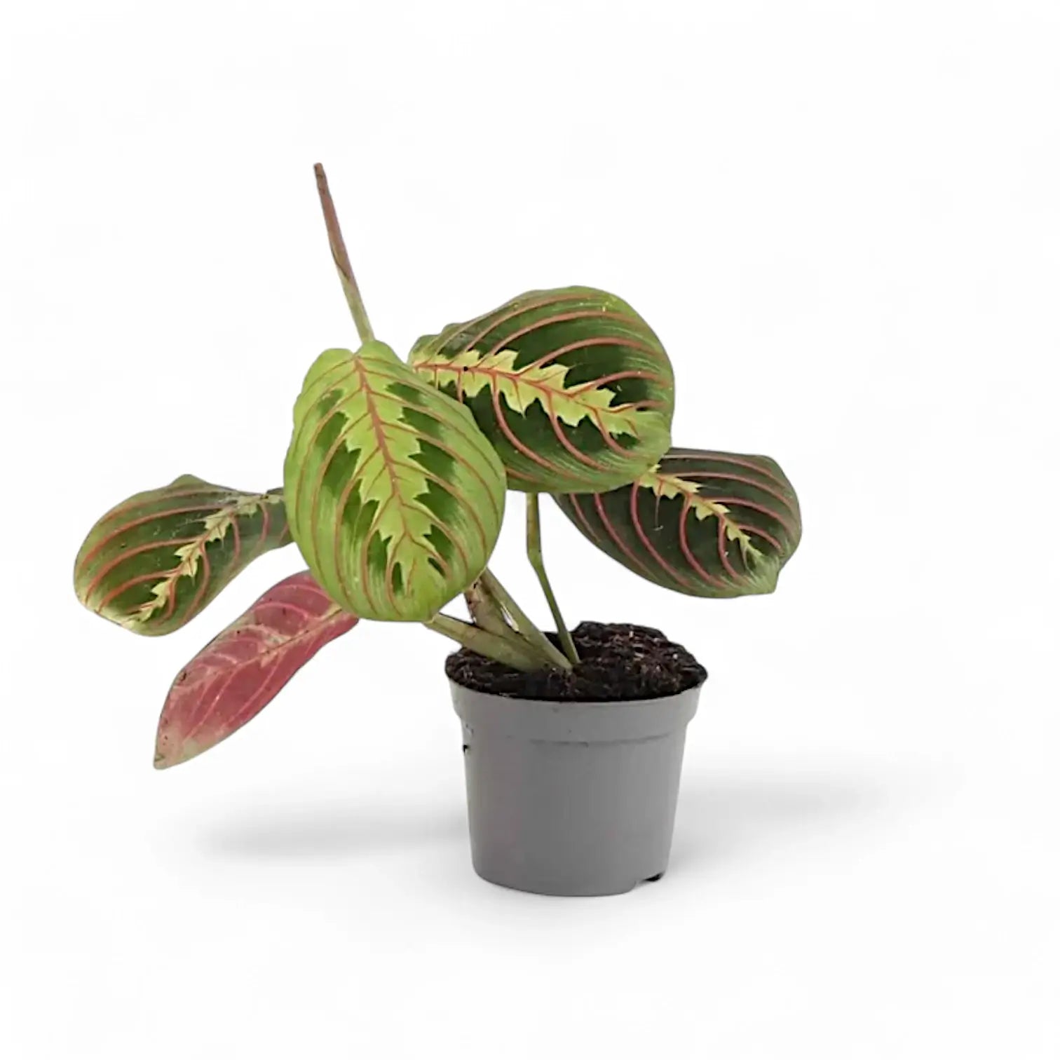 Maranta leuconeura 'Fascinator' ('Tricolor', 'Red Stripe') potted plant in nursery pot on white background.