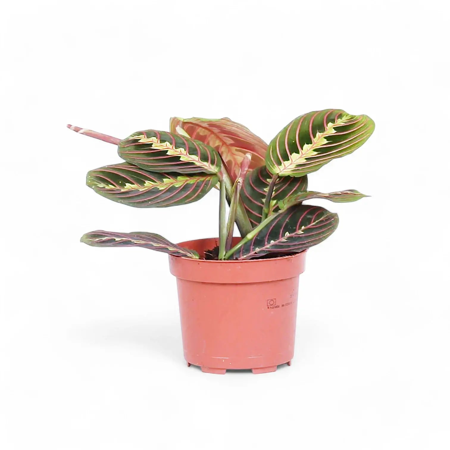 Maranta leuconeura 'Fascinator' ('Tricolor', 'Red Stripe') potted plant in nursery pot on white background.