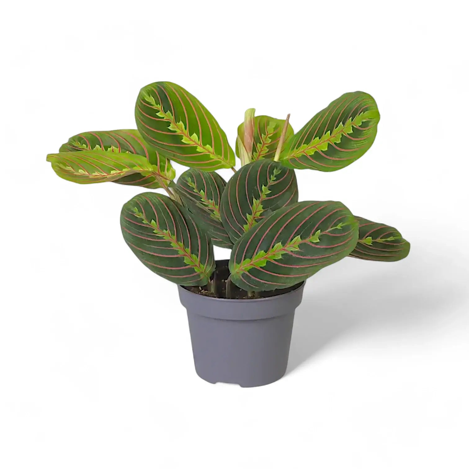 Maranta leuconeura 'Fascinator' ('Tricolor', 'Red Stripe') potted plant in nursery pot on white background.
