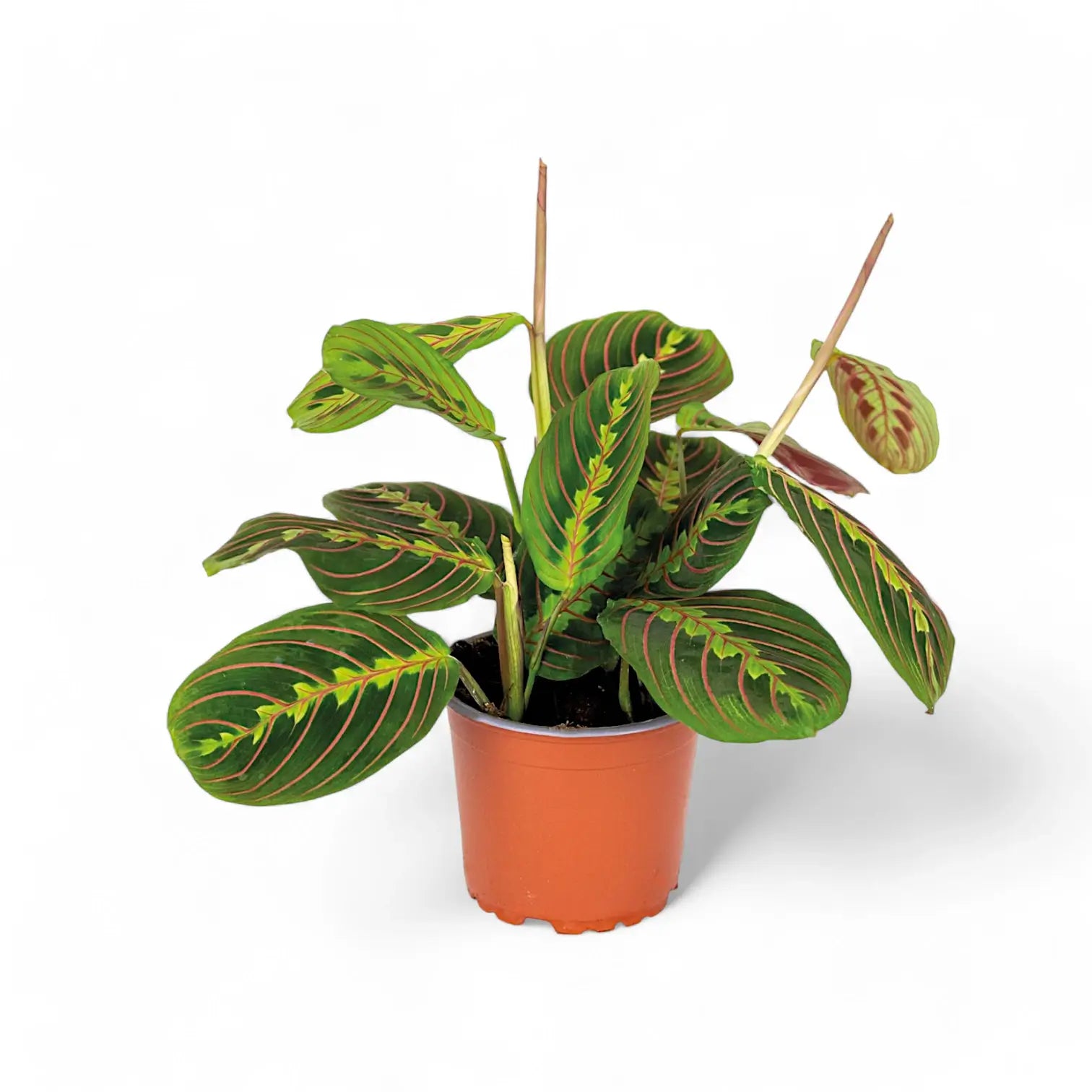 Maranta leuconeura 'Fascinator' ('Tricolor', 'Red Stripe') potted plant in nursery pot on white background.