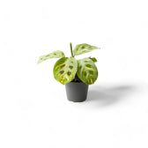 Maranta leuconeura 'Kerchoveana variegata' ('Beauty Kim', 'Fiesta') potted plant in nursery pot on white background.
