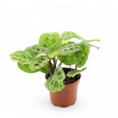 Maranta leuconeura 'Kerchoveana variegata' ('Beauty Kim', 'Fiesta') potted plant in nursery pot on white background.