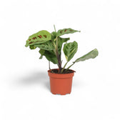 Maranta leuconeura 'Kerchoveana variegata' ('Beauty Kim', 'Fiesta') potted plant in nursery pot on white background.