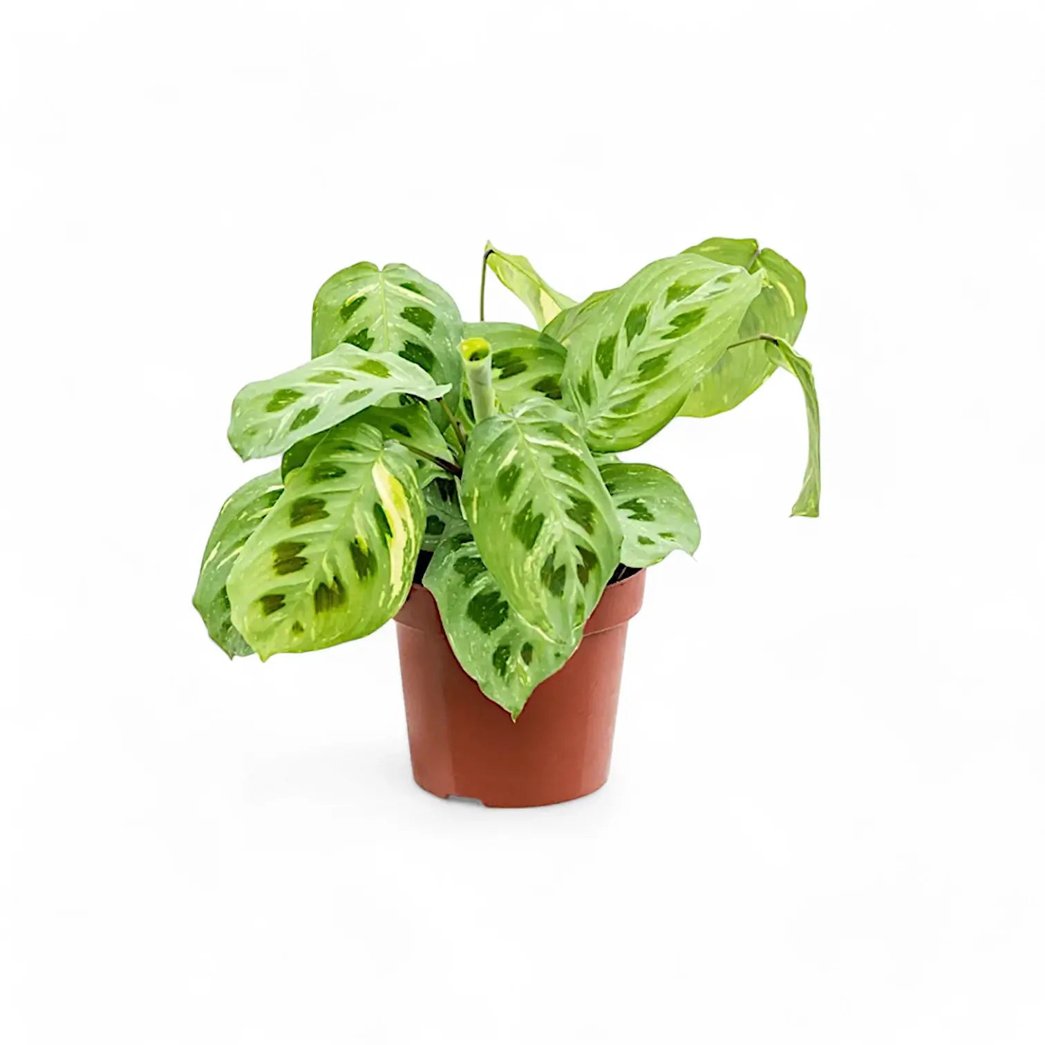 Maranta leuconeura 'Kerchoveana variegata' ('Beauty Kim', 'Fiesta') potted plant in nursery pot on white background.