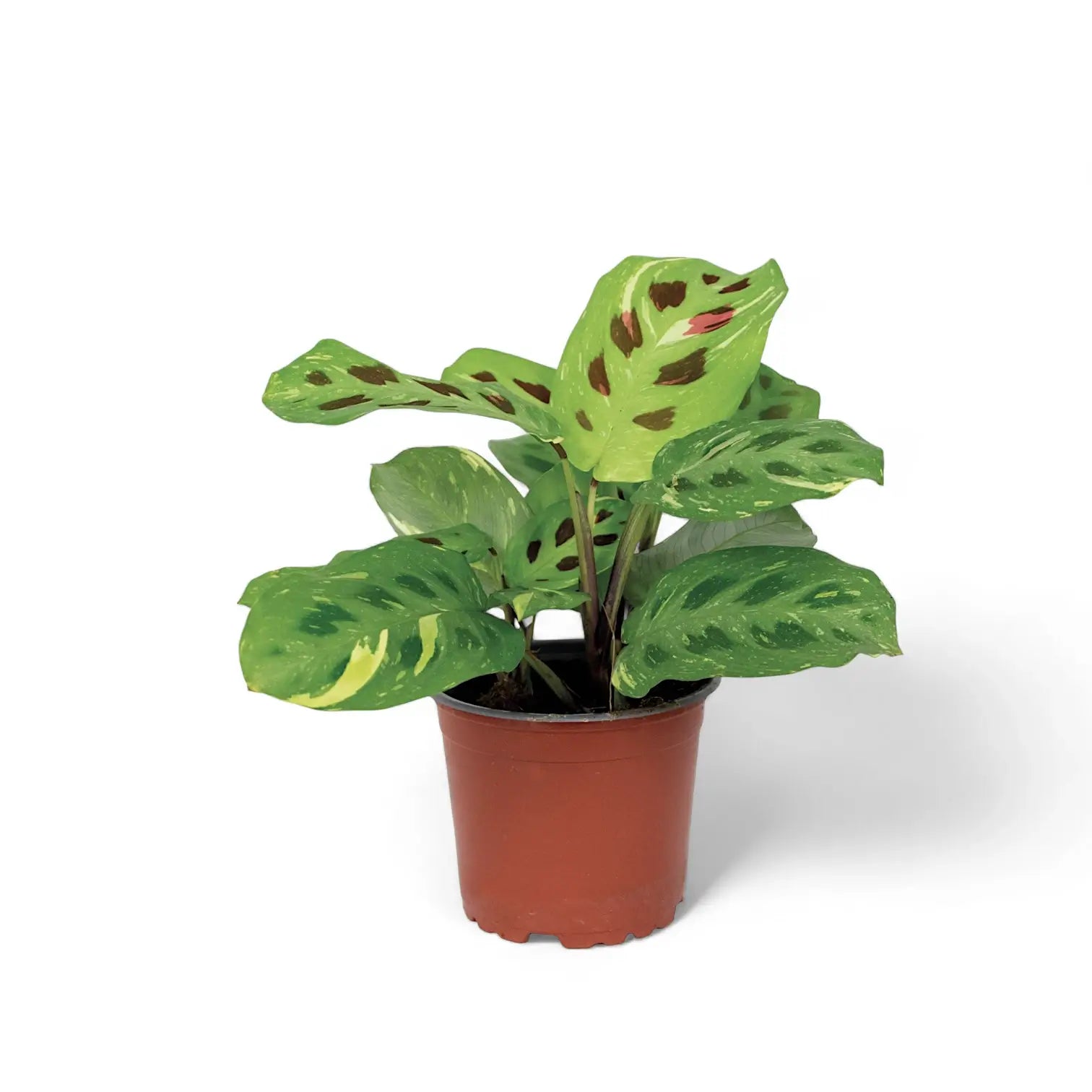 Maranta leuconeura 'Kerchoveana variegata' ('Beauty Kim', 'Fiesta') potted plant in nursery pot on white background.