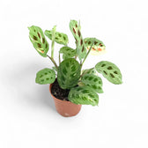Maranta leuconeura 'Kerchoveana variegata' ('Beauty Kim', 'Fiesta') potted plant in nursery pot on white background.