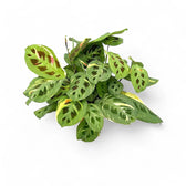 Maranta leuconeura 'Kerchoveana variegata' ('Beauty Kim', 'Fiesta') potted plant in nursery pot on white background.