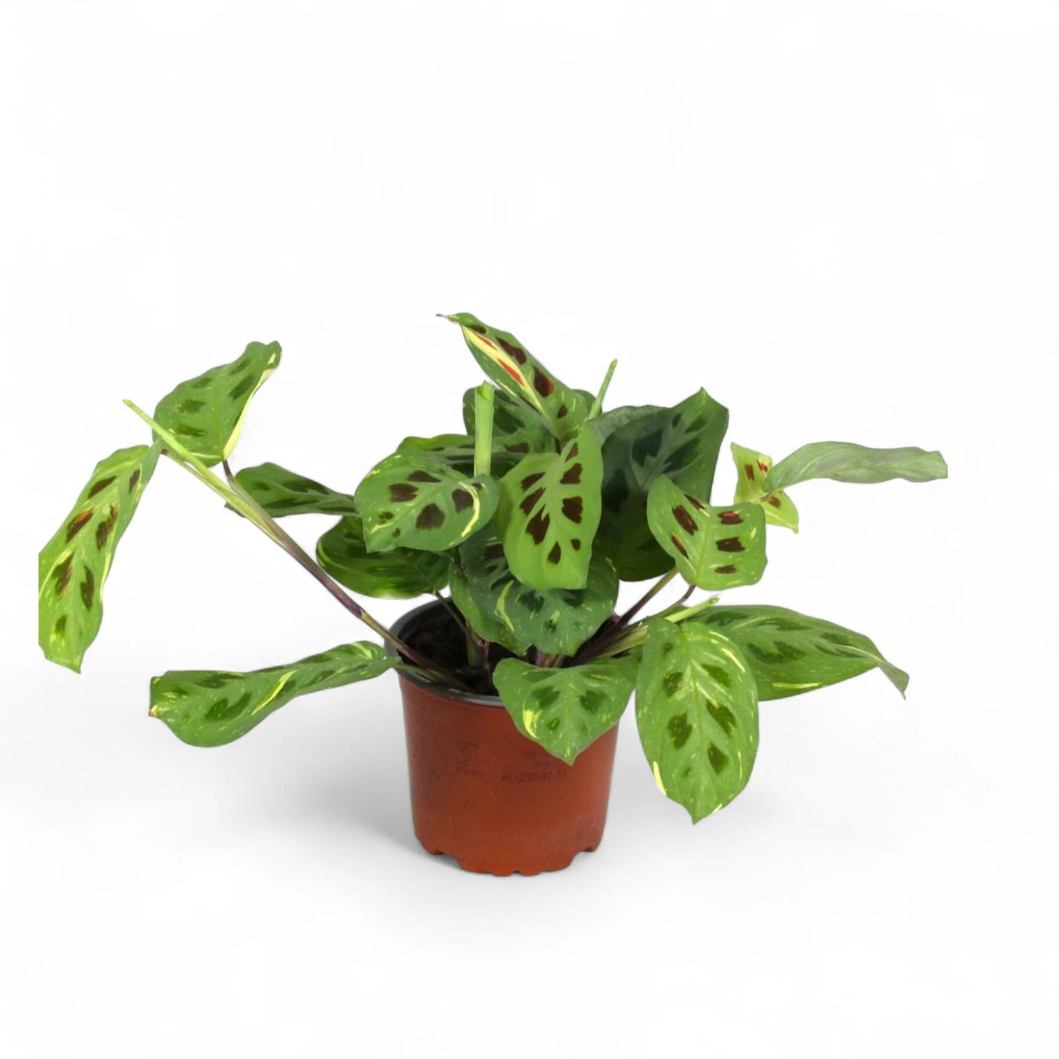 Maranta leuconeura 'Kerchoveana variegata' ('Beauty Kim', 'Fiesta') potted plant in nursery pot on white background.