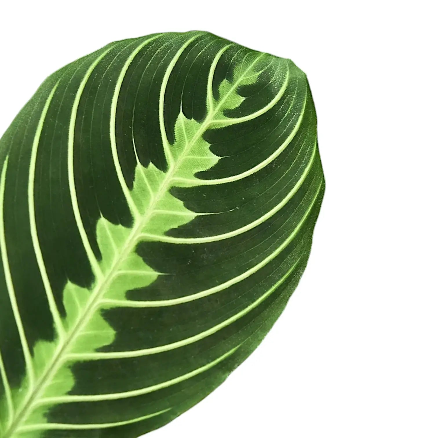Nahaufnahme eines Blatts von Maranta leuconeura 'Lemon Lime' vor weißem Hintergrund.