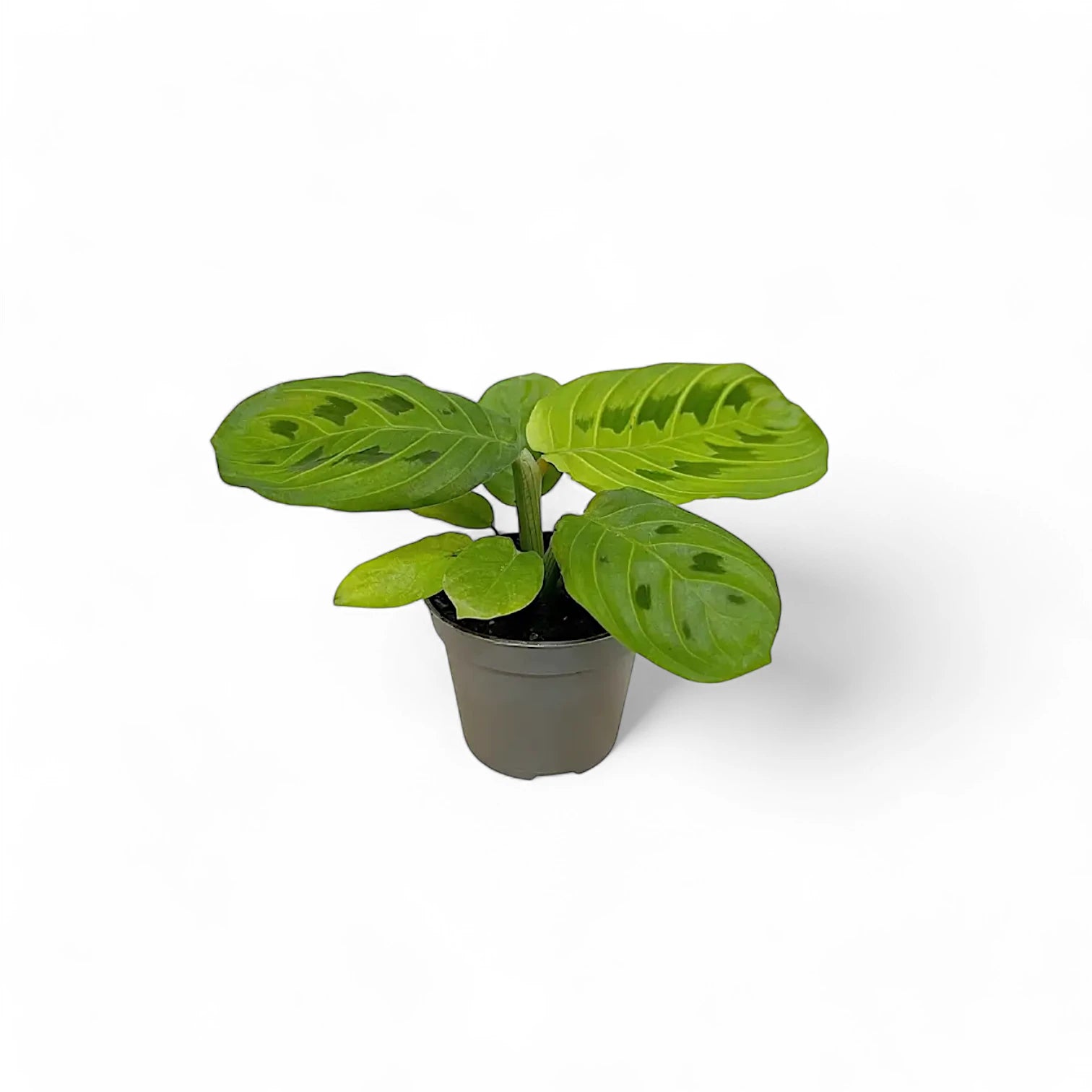 Maranta leuconeura 'Lemon Lime' – Zimmerpflanze im Kulturtopf auf weißem Hintergrund, Produktfoto 2.